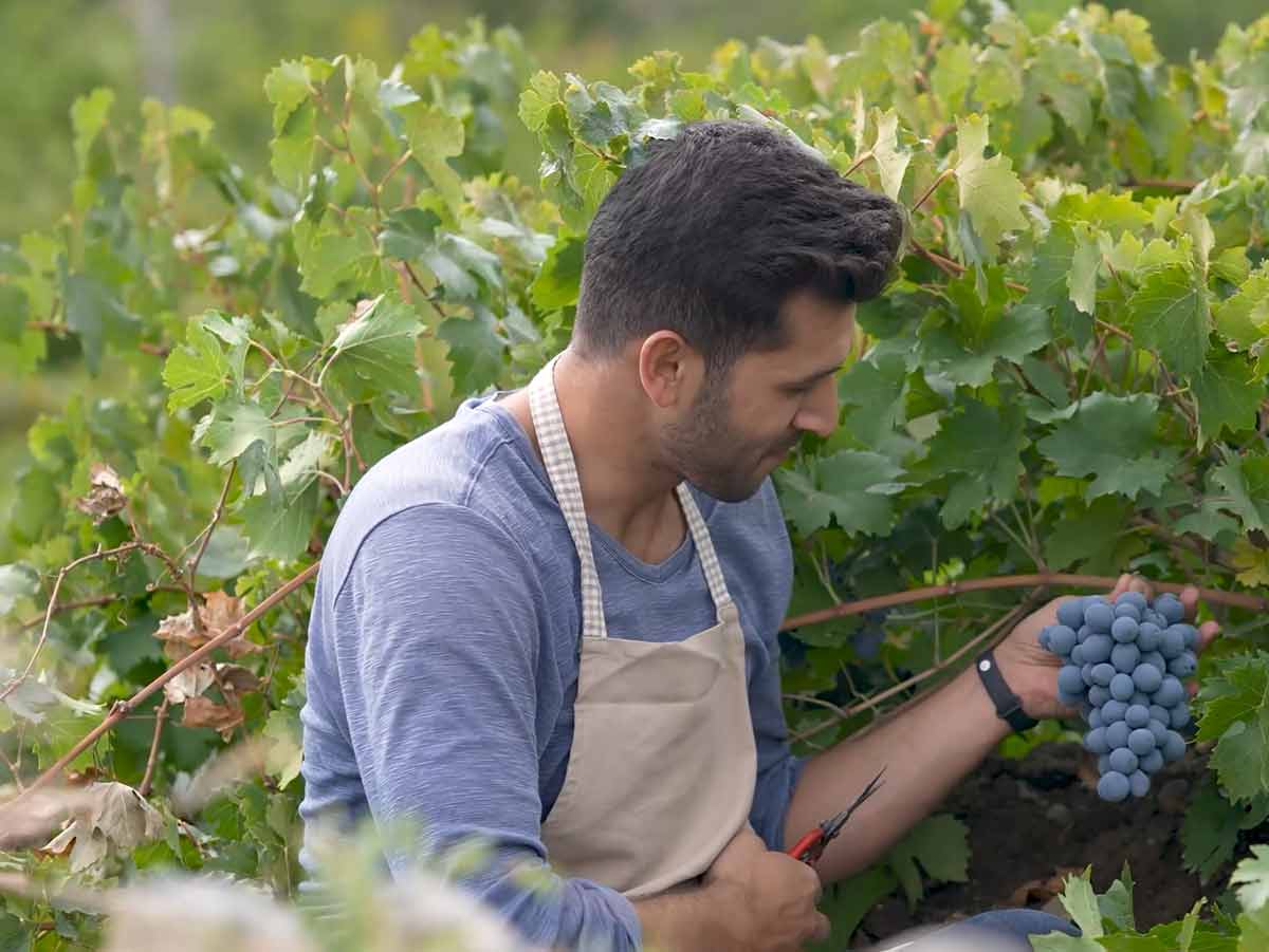 Wine-maker Viticulture
